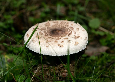 Wild mushroom macro prints