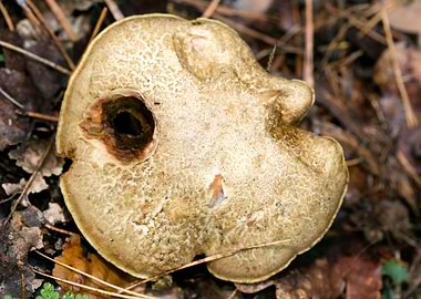 Wild mushroom macro prints