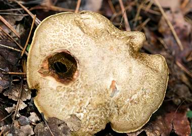 Wild mushroom macro prints