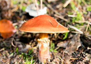 Wild mushroom macro prints