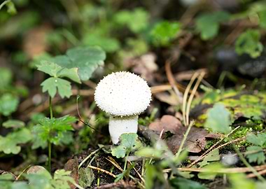 Wild mushroom macro prints