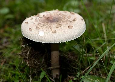 Wild mushroom macro prints