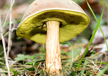 Wild mushroom macro prints