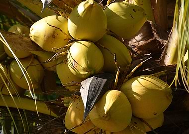 young coconuts