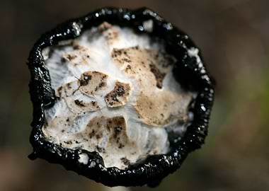 Wild mushroom macro prints