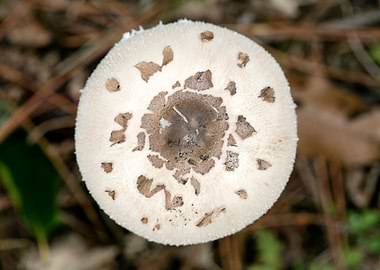 Wild mushroom macro prints