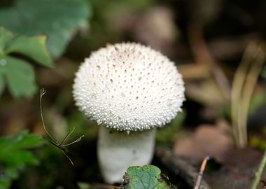 Wild mushroom macro prints