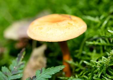 Wild mushroom macro prints