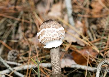 Wild mushroom macro prints