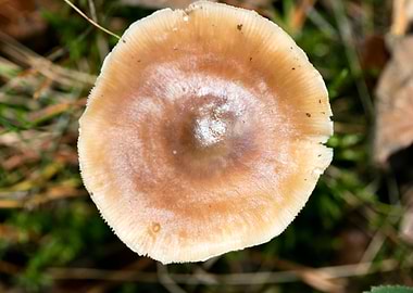 Wild mushroom macro prints