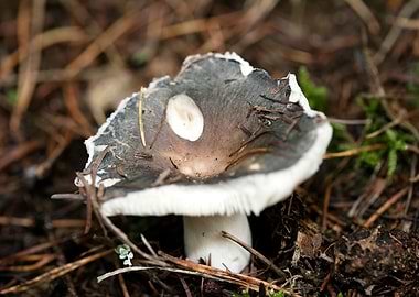 Wild mushroom macro prints