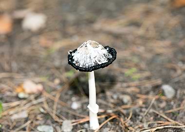 Wild mushroom macro prints