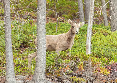 Big Horn Sheep Lamb