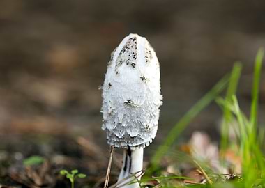Wild mushroom macro prints