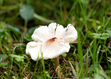 Wild mushroom macro prints
