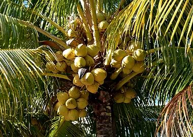 coconuts