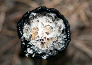 Wild mushroom macro prints