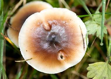 Wild mushroom macro prints