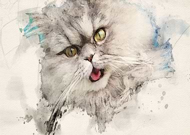 Gismo our persian tomcat