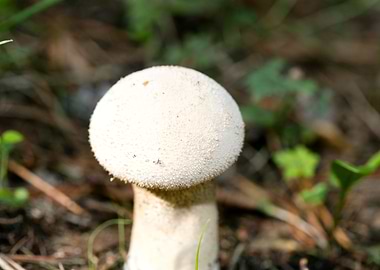 Wild mushroom macro prints