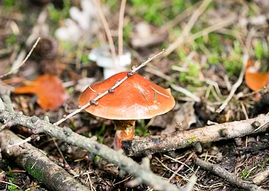 Wild mushroom macro prints