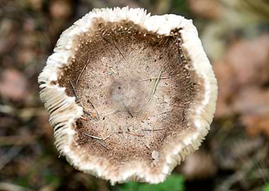 Wild mushroom macro prints