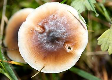 Wild mushroom macro prints