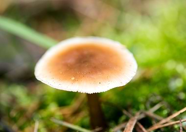 Wild mushroom macro prints