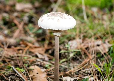 Wild mushroom macro prints