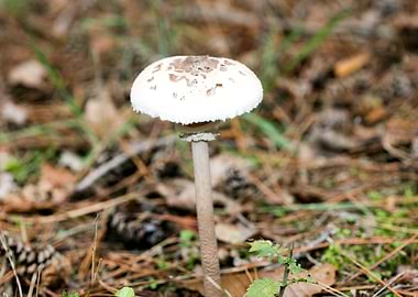 Wild mushroom macro prints