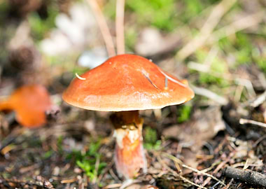 Wild mushroom macro prints