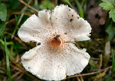 Wild mushroom macro prints