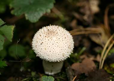 Wild mushroom macro prints