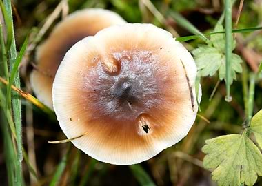 Wild mushroom macro prints