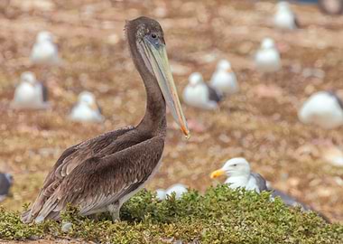 Brown Pelican