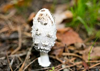 Wild mushroom macro prints