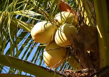 coconuts