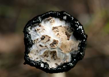Wild mushroom macro prints