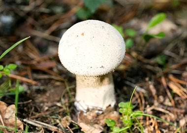 Wild mushroom macro prints