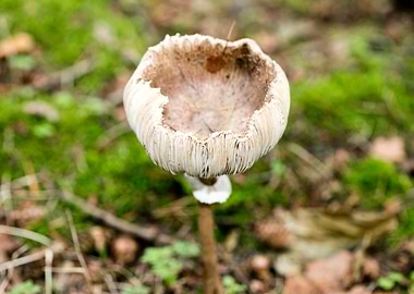 Wild mushroom macro prints