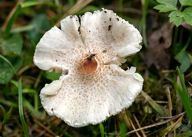 Wild mushroom macro prints