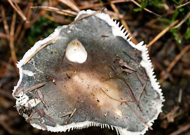 Wild mushroom macro prints
