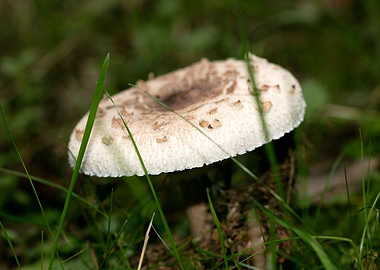 Wild mushroom macro prints