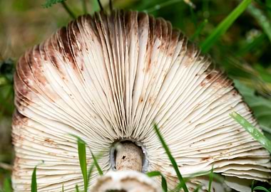 Wild mushroom macro prints