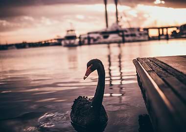 The Black Swan