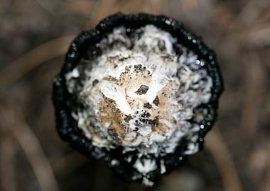 Wild mushroom macro prints