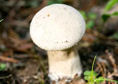 Wild mushroom macro prints