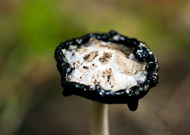 Wild mushroom macro prints