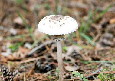 Wild mushroom macro prints