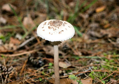 Wild mushroom macro prints